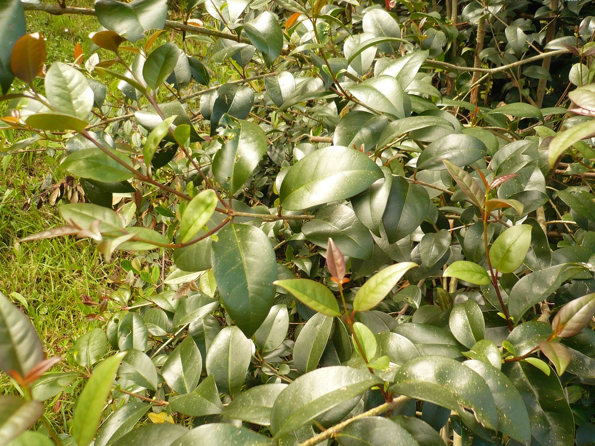 Ligustrum lucidum (Oleaceae)